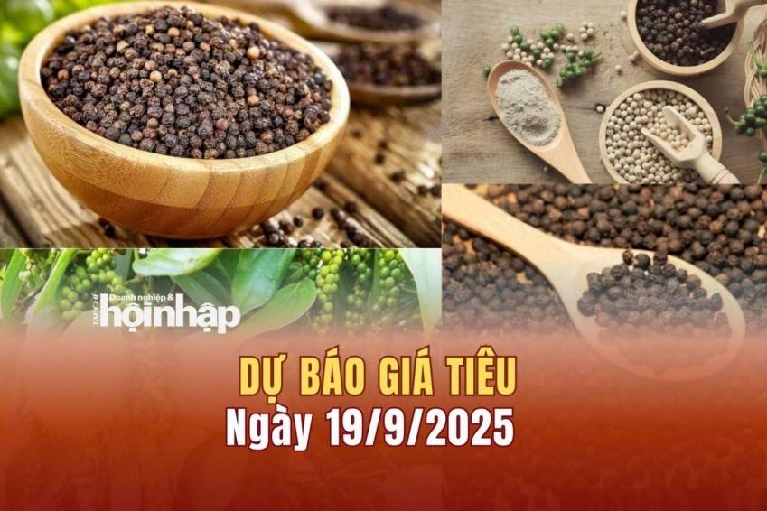 Dự báo giá tiêu 19/9: Giá tiêu trong nước và thế giới có xu hướng tăng mạnh