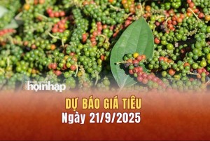 Dự báo giá tiêu 21/9: Tiêu trong nước neo đỉnh, có xu hướng tăng mạnh