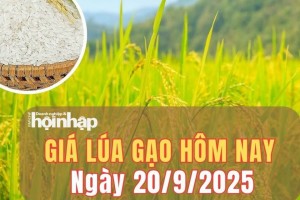 Giá lúa gạo hôm nay 20/9/2025: Giá gạo xuất khẩu giảm nhẹ