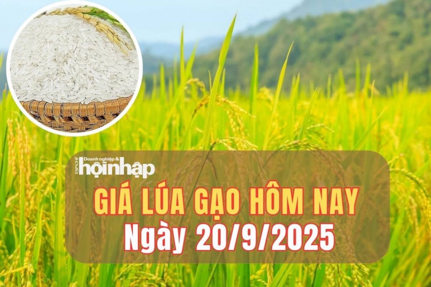 giá lúa gạo
