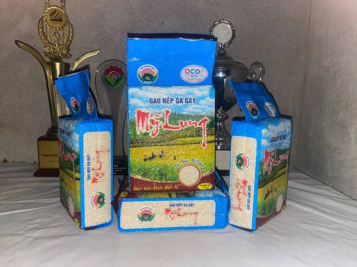 Phú Thọ: Khai thác giá trị đặc sản nếp Gà Gáy Mỹ Lung