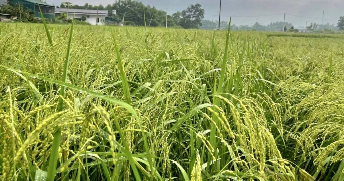 Phú Thọ: Khai thác giá trị đặc sản nếp Gà Gáy Mỹ Lung