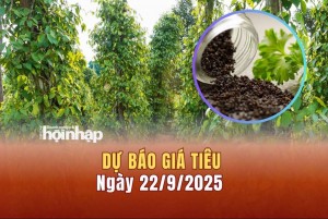 Dự báo giá tiêu 22/9: Tiêu trong nước giữ "đỉnh", thế giới biến động