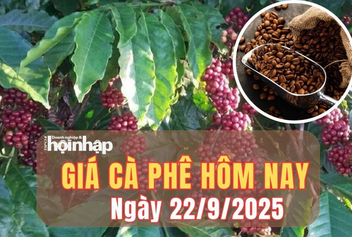 Giá cà phê hôm nay 22/9/2025: Giá cà phê trong nước giảm từ 8.700 – 9.000 đồng/kg trong tuần qua