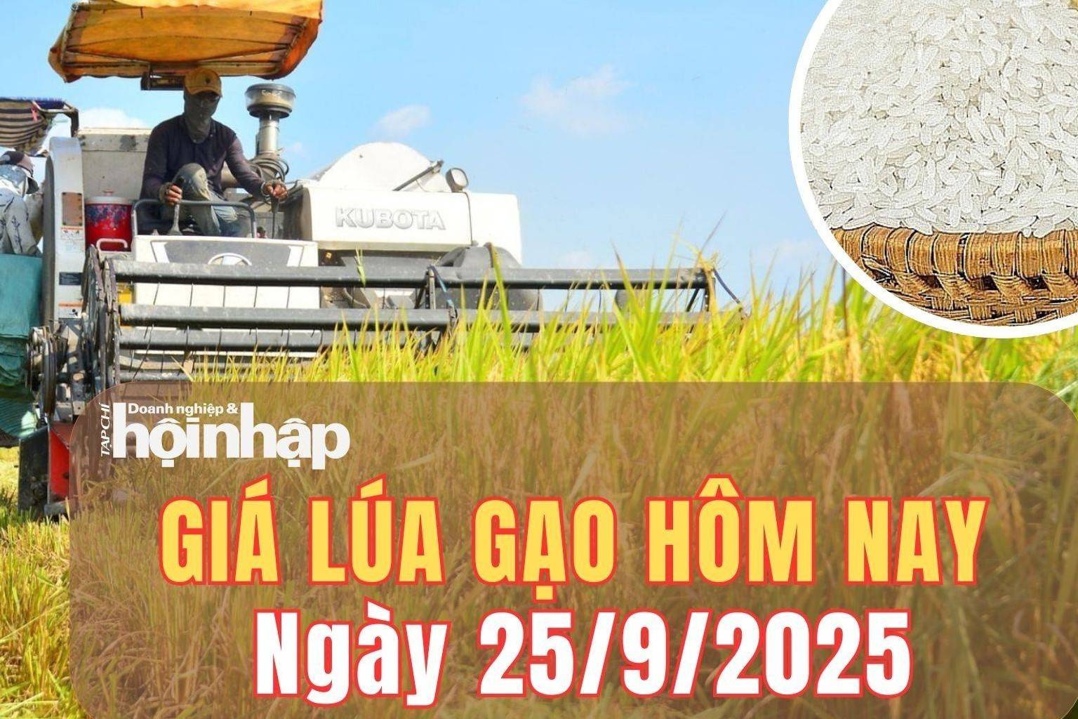 Giá lúa gạo hôm nay 25/9/2025: Giá lúa gạo đi ngang, phụ phẩm giảm nhẹ