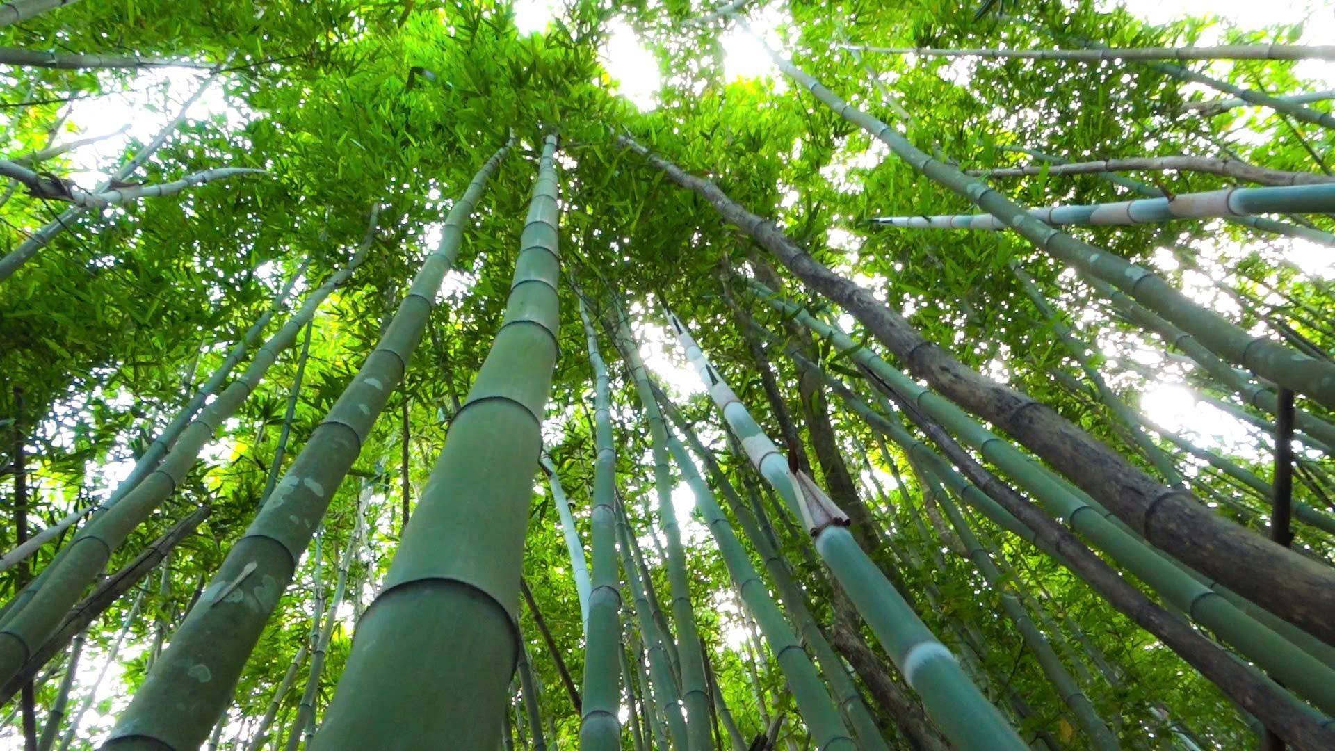 Bài 2: Núi Con Voi - Đánh thức rừng vầu, phát triển du lịch sinh thái và làng nghề