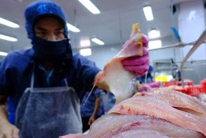 Giá cá tra xuất khẩu phục hồi từ quý IV/2025: CPTPP và Nam Mỹ thành trụ cột tăng trưởng