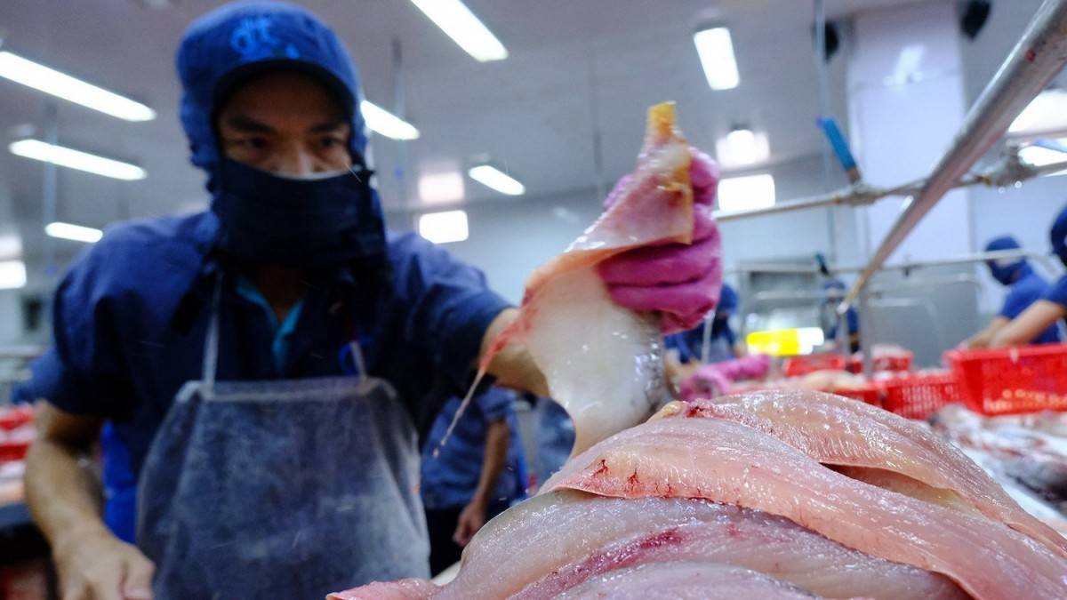 Giá cá tra xuất khẩu phục hồi từ quý IV/2025: CPTPP và Nam Mỹ thành trụ cột tăng trưởng