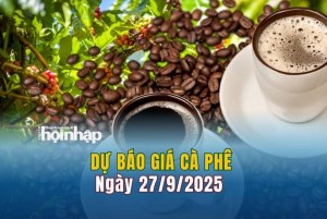 Dự báo giá cà phê 27/9: Cà phê trong nước đảo chiều giảm mạnh