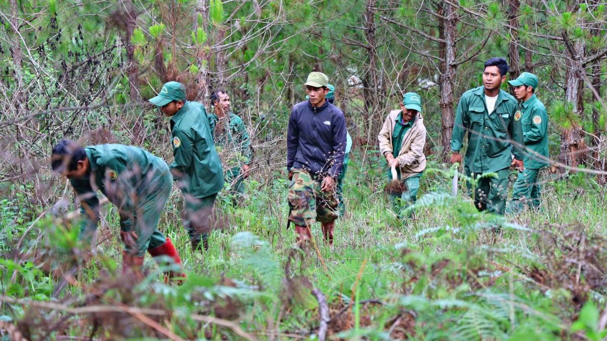 EU lùi áp dụng quy định chống phá rừng: Cơ hội vàng hay phép thử cho doanh nghiệp Việt?