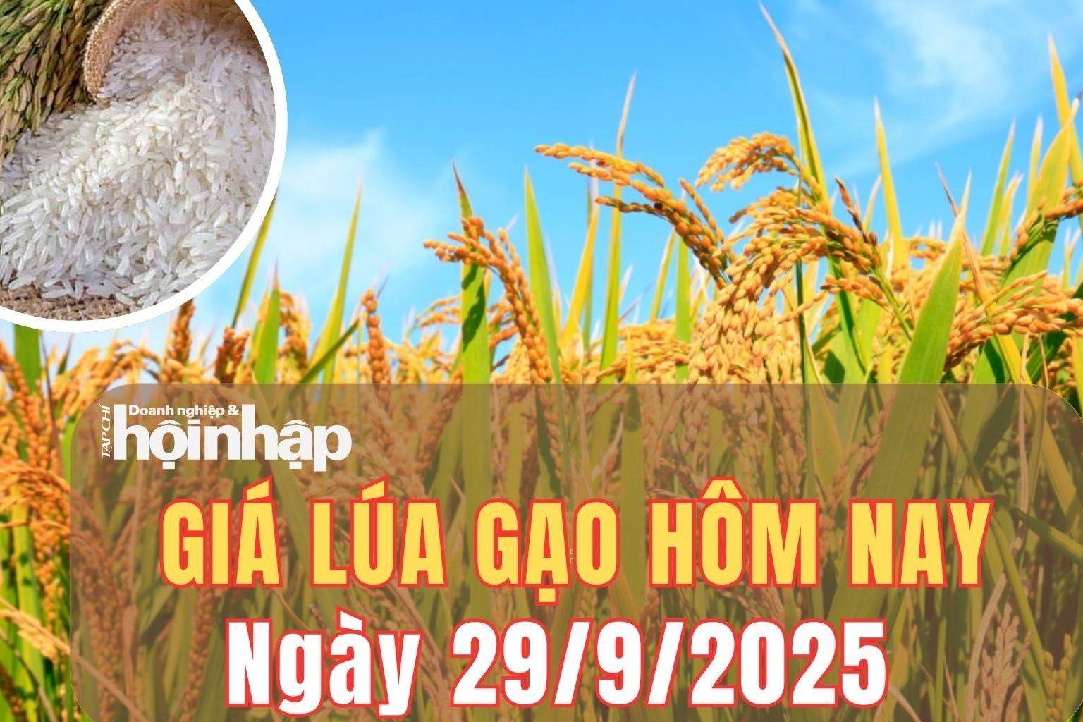 Giá lúa gạo hôm nay 29/9/2025: Giá gạo ổn định, lúa tươi vững giá