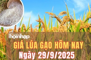 Giá lúa gạo hôm nay 29/9/2025: Giá gạo ổn định, lúa tươi vững giá