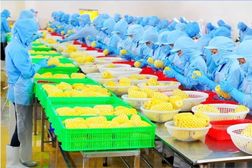 Xuất khẩu rau quả Việt bứt tốc, xuất siêu hơn 4,2 tỷ USD trong 9 tháng