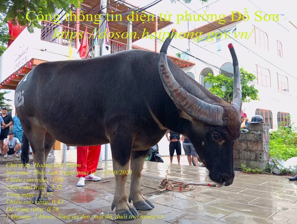 Lý lịch 16 “ông trâu” góp mặt tại Lễ hội chọi trâu truyền thống Đồ Sơn năm 2025