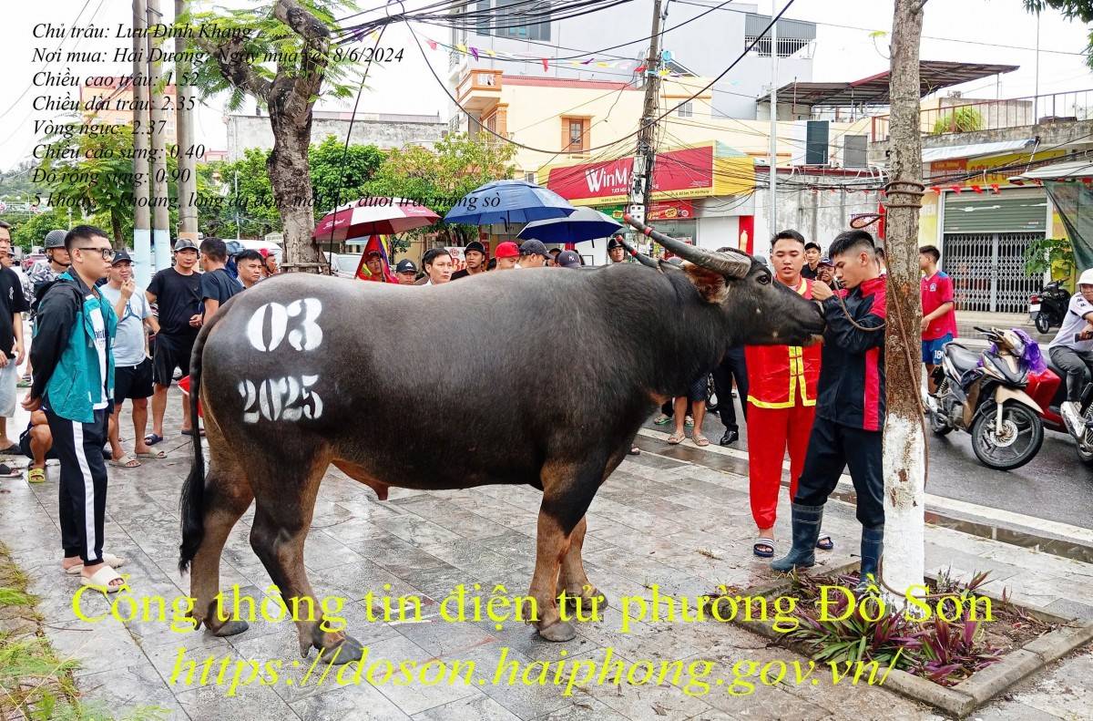 Lý lịch 16 “ông trâu” góp mặt tại Lễ hội chọi trâu truyền thống Đồ Sơn năm 2025