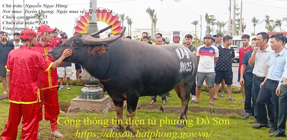 Lý lịch 16 “ông trâu” góp mặt tại Lễ hội chọi trâu truyền thống Đồ Sơn năm 2025