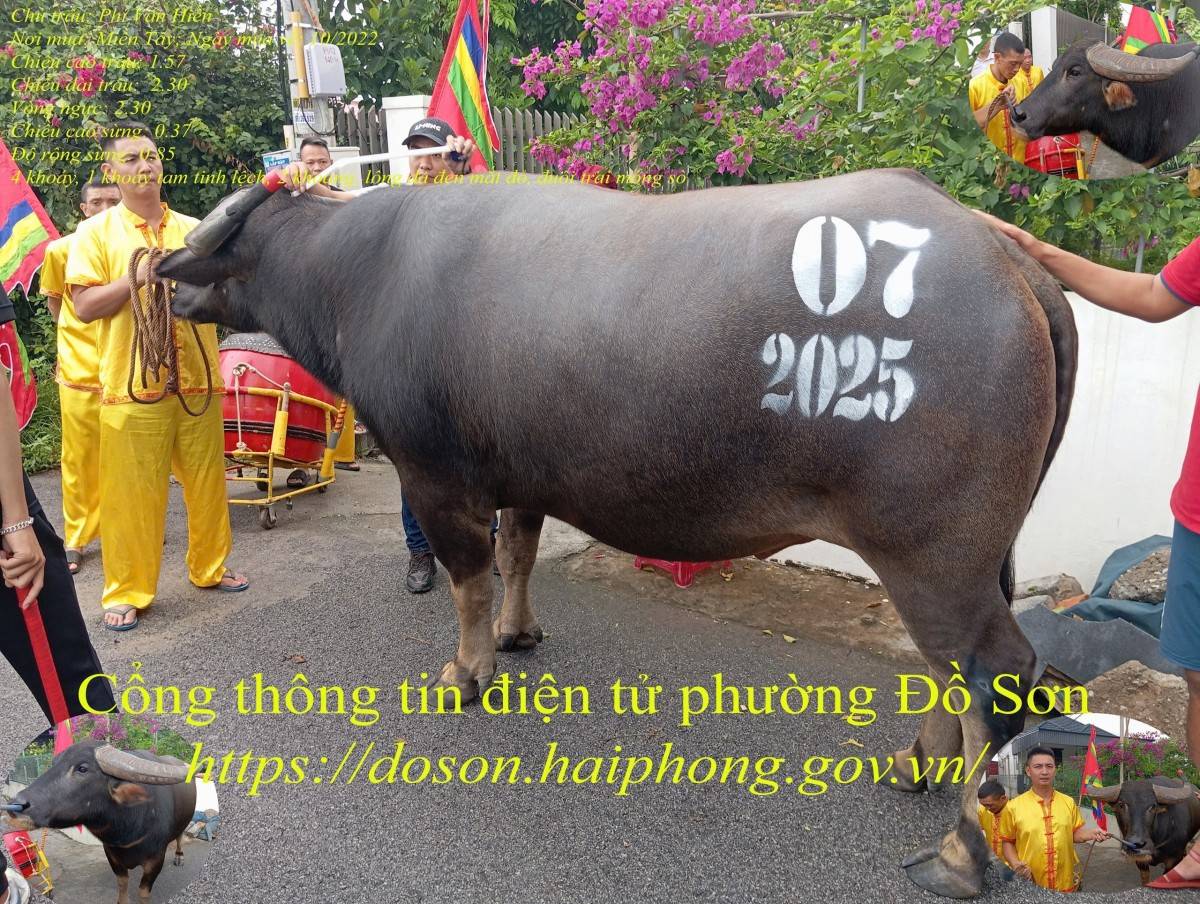 Lý lịch 16 “ông trâu” góp mặt tại Lễ hội chọi trâu truyền thống Đồ Sơn năm 2025