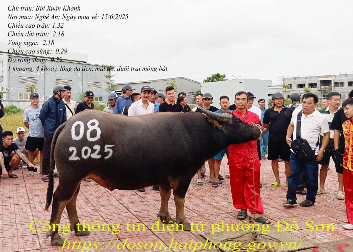 Lý lịch 16 “ông trâu” góp mặt tại Lễ hội chọi trâu truyền thống Đồ Sơn năm 2025