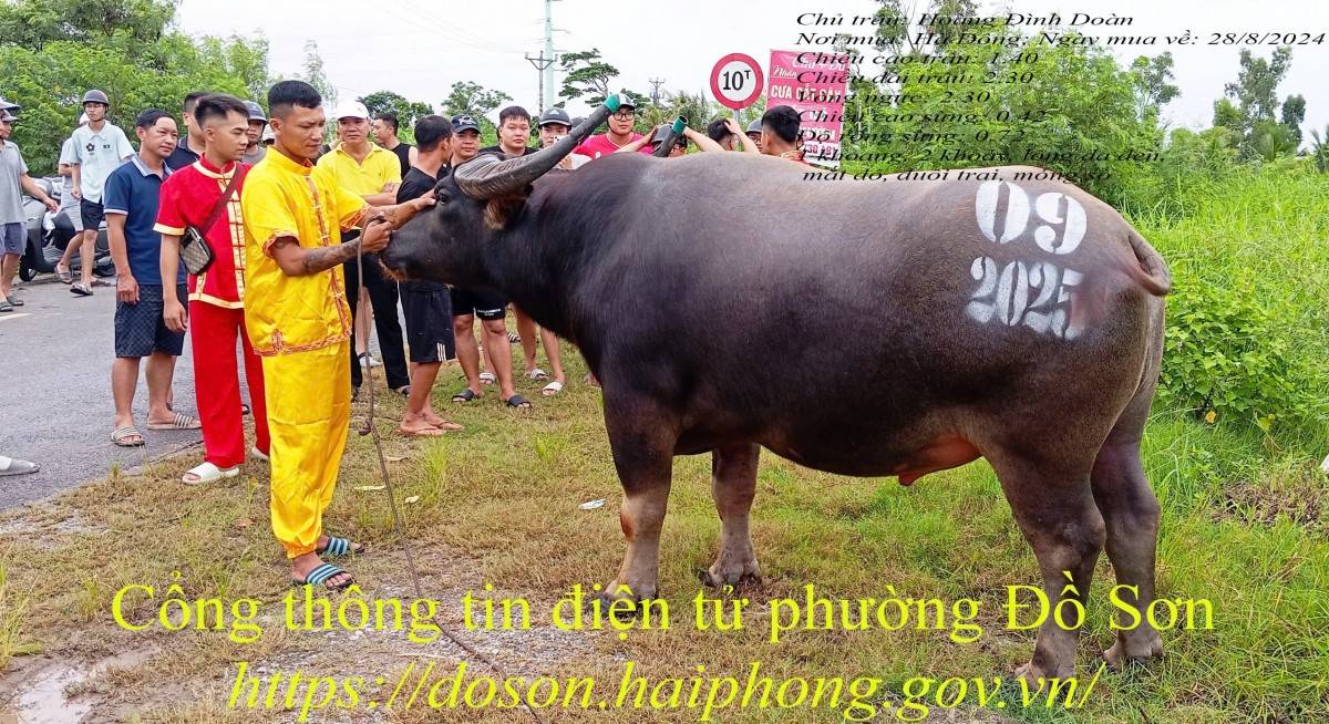 Lý lịch 16 “ông trâu” góp mặt tại Lễ hội chọi trâu truyền thống Đồ Sơn năm 2025