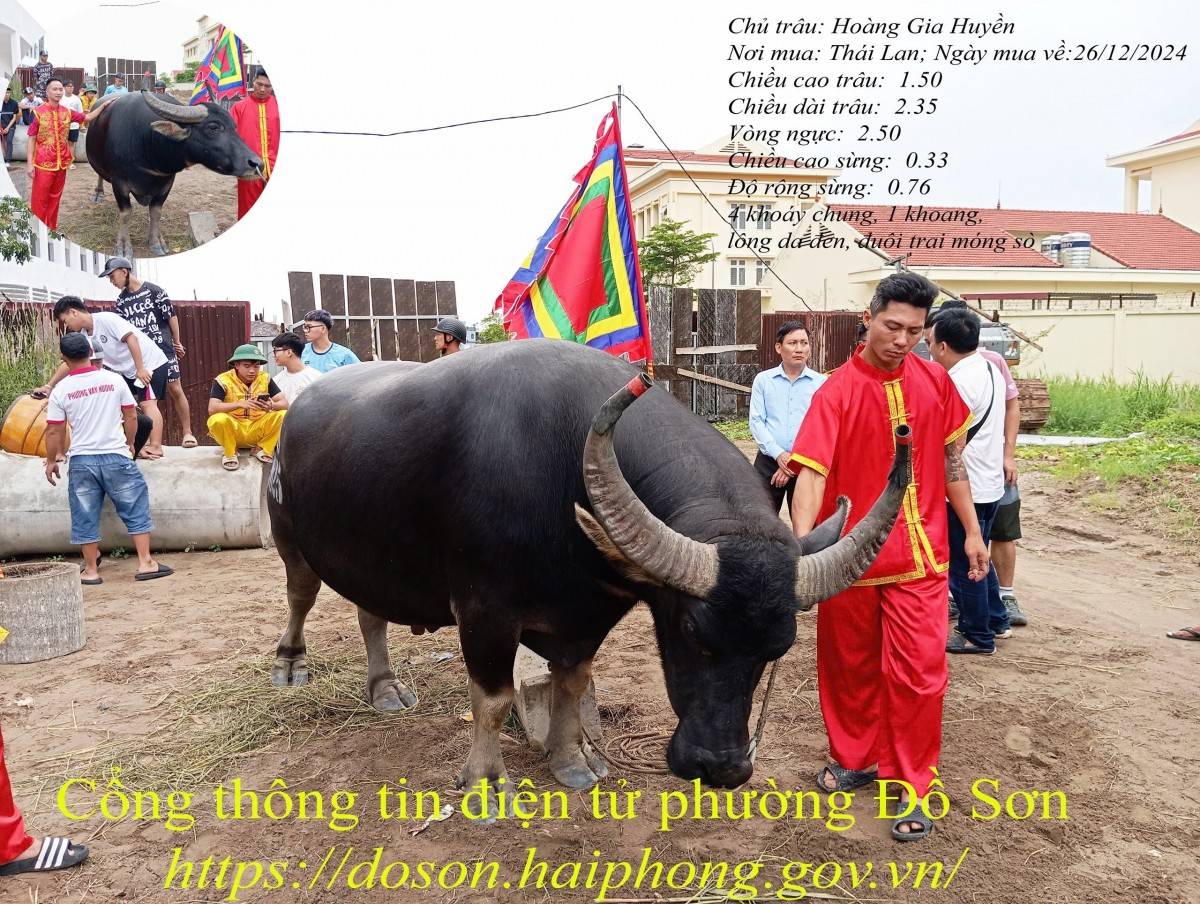 Lý lịch 16 “ông trâu” góp mặt tại Lễ hội chọi trâu truyền thống Đồ Sơn năm 2025