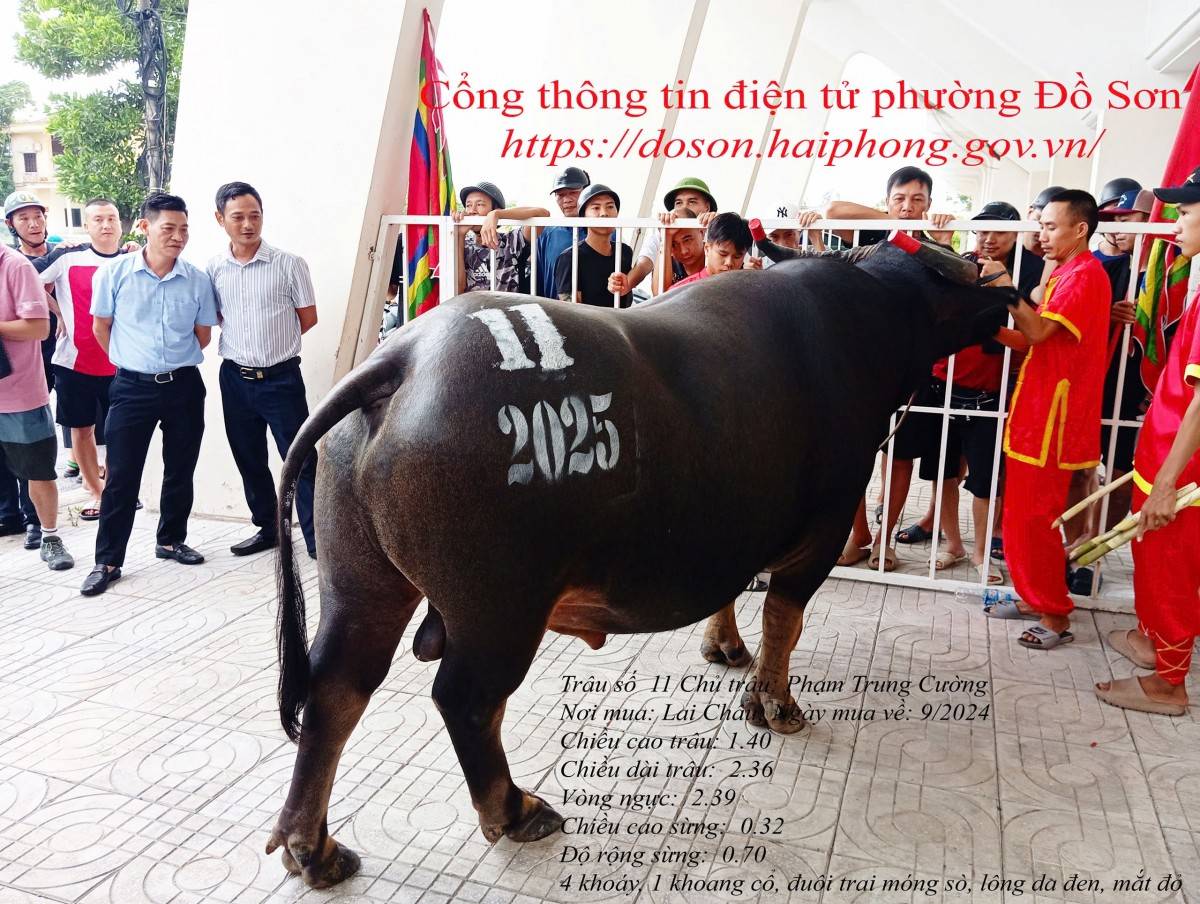 Lý lịch 16 “ông trâu” góp mặt tại Lễ hội chọi trâu truyền thống Đồ Sơn năm 2025