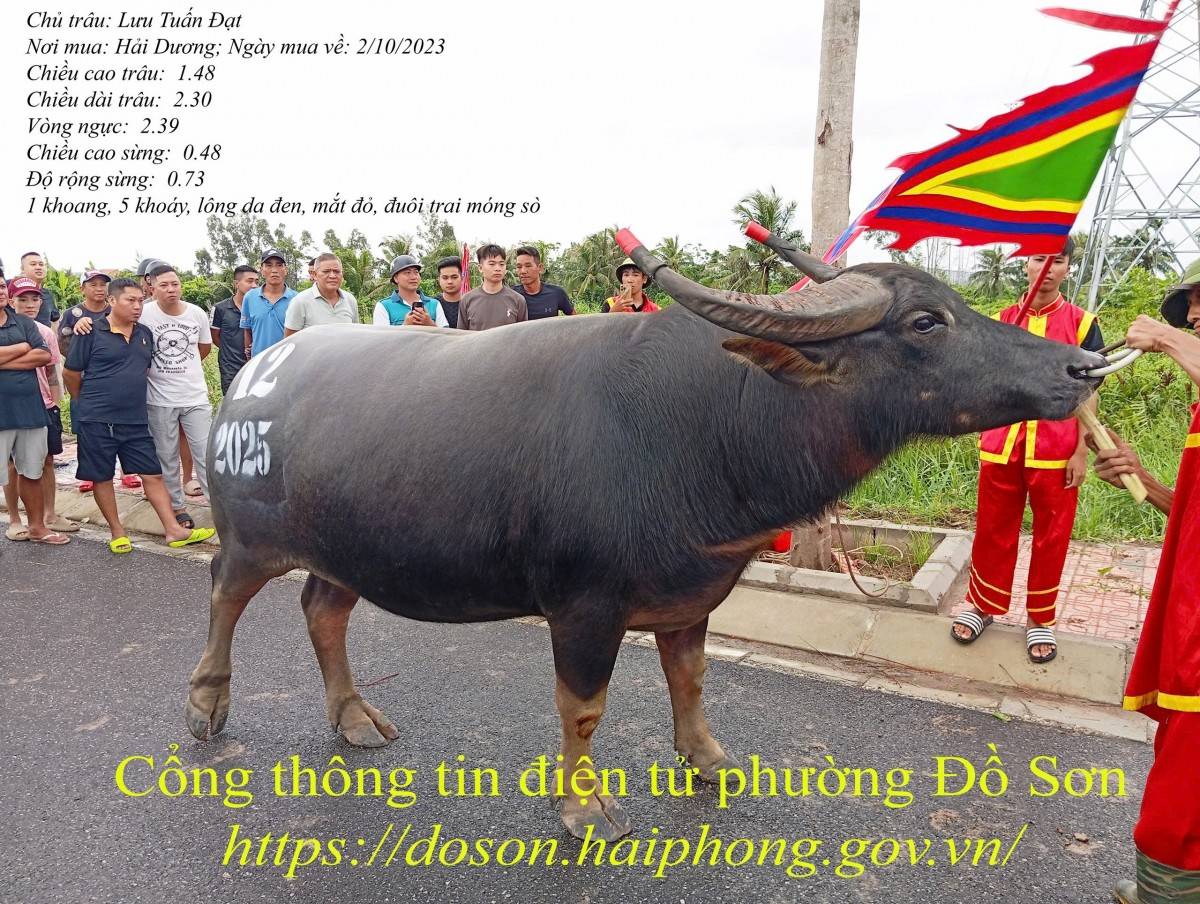 Lý lịch 16 “ông trâu” góp mặt tại Lễ hội chọi trâu truyền thống Đồ Sơn năm 2025