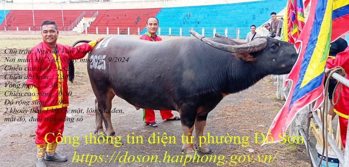 Lý lịch 16 “ông trâu” góp mặt tại Lễ hội chọi trâu truyền thống Đồ Sơn năm 2025