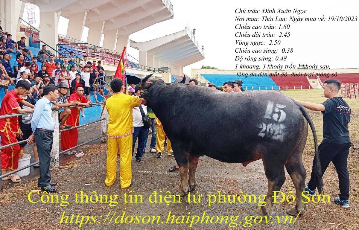 Lý lịch 16 “ông trâu” góp mặt tại Lễ hội chọi trâu truyền thống Đồ Sơn năm 2025