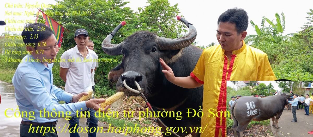 Lý lịch 16 “ông trâu” góp mặt tại Lễ hội chọi trâu truyền thống Đồ Sơn năm 2025