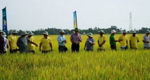 Dự án lúa chất lượng cao, phát thải thấp: Đầu tư hạ tầng, kỹ thuật 405 triệu USD cho vùng đồng bằng sông Cửu Long