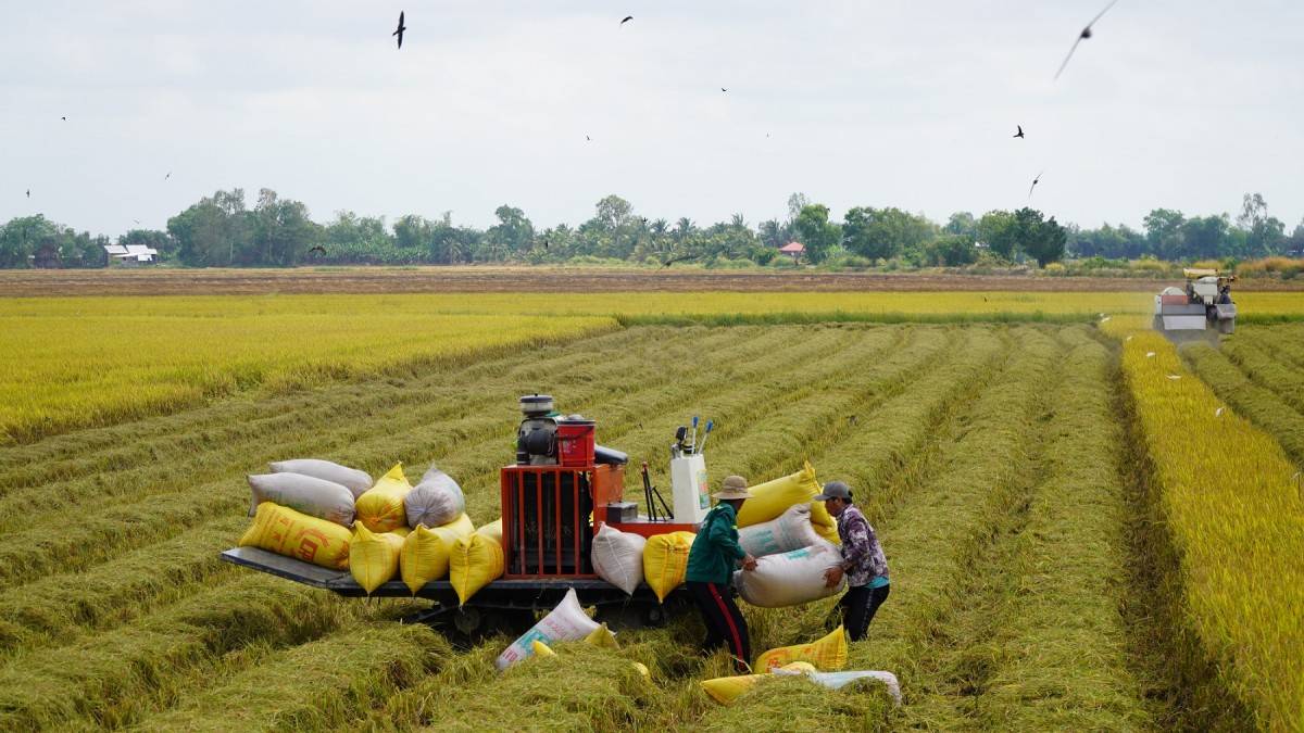 Dự án lúa chất lượng cao, phát thải thấp: Đầu tư hạ tầng, kỹ thuật 405 triệu USD cho vùng đồng bằng sông Cửu Long