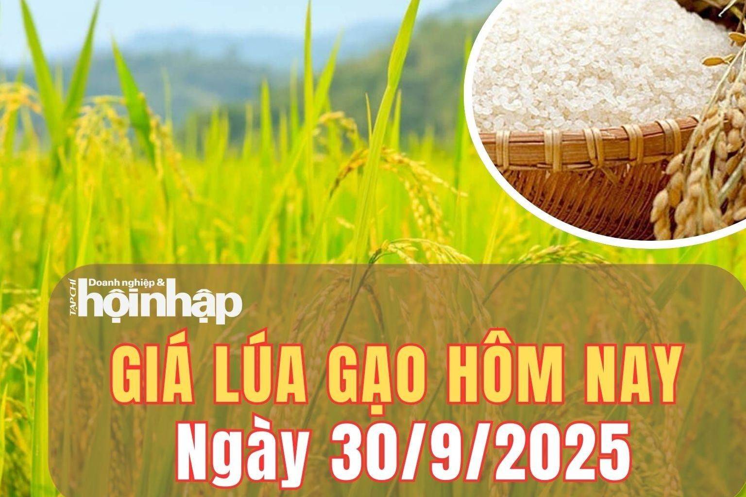 Giá lúa gạo hôm nay 30/9/2025: Giá lúa gạo trong nước và xuất khẩu duy trì đi ngang
