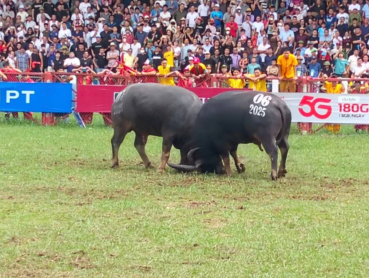 Trâu số 06 và 07 tranh ngôi vô địch ở vòng chung kết