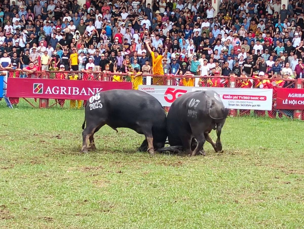 Trâu số 06 và 07 tranh ngôi vô địch ở vòng chung kết