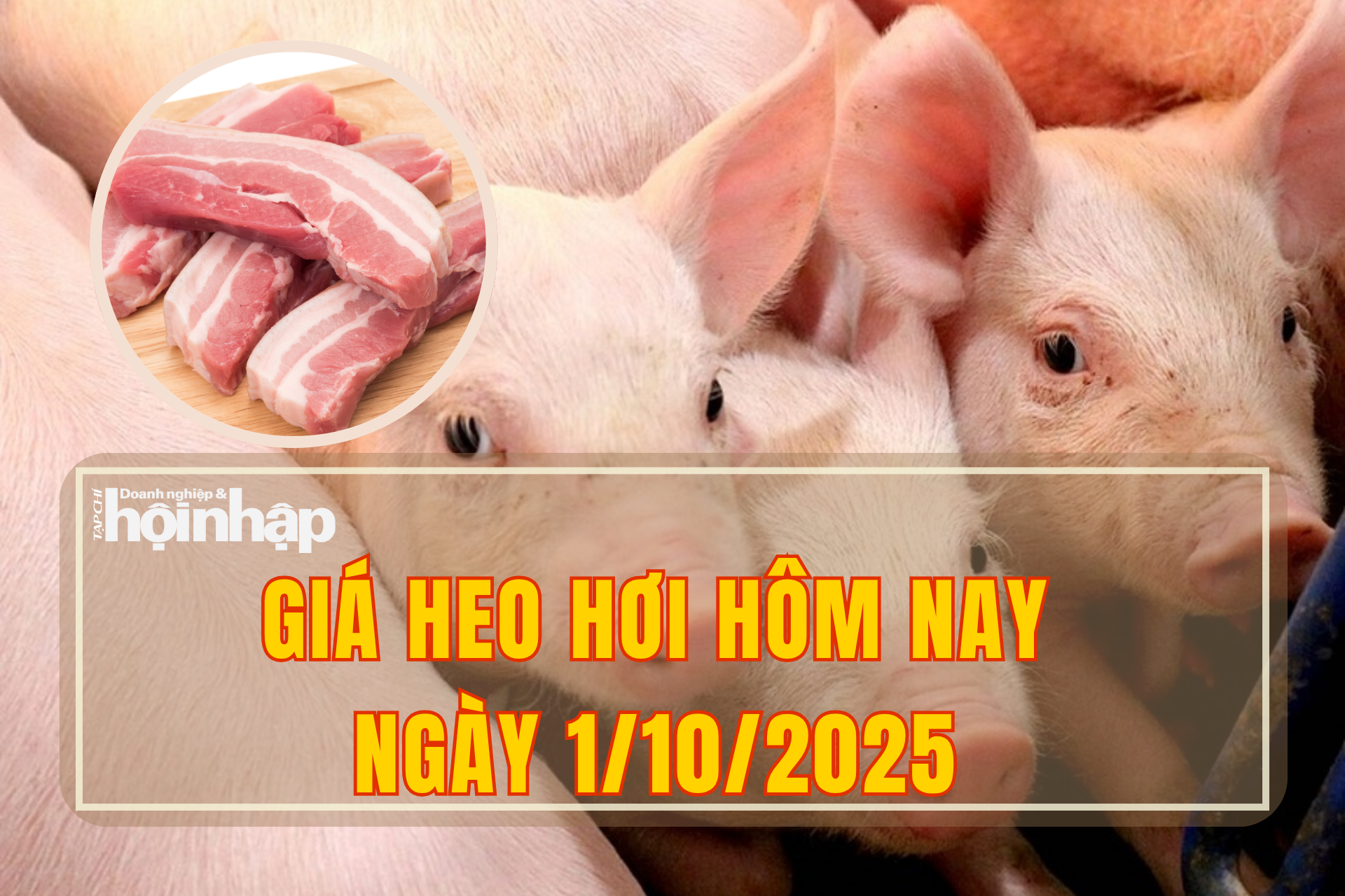 Giá heo hơi hôm nay 1/10/2025: Thị trường ghi nhận “bão giá” trên toàn quốc