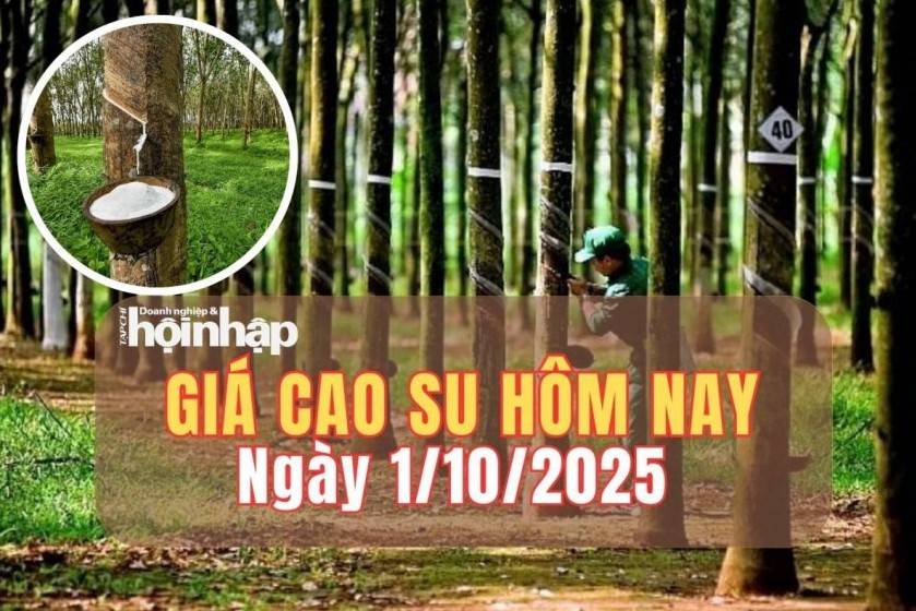 Giá cao su hôm nay 1/10/2025: Giá cao su thế giới đồng loạt giảm mạnh, trong nước đi ngang