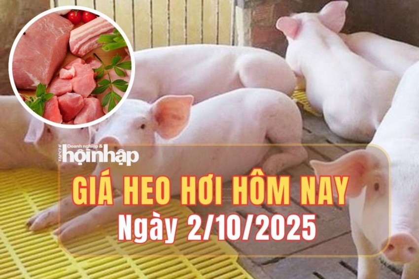 Giá heo hơi hôm nay 2/10/2025: Giá heo hơi miền Nam tiếp đà giảm, miền Bắc và miền Trung ổn định