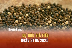 Dự báo giá tiêu 3/10: Tiêu trong nước giữ giá ở mức cao