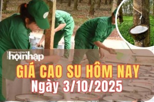 Giá cao su hôm nay 3/10/2025: Giá cao su trong nước đi ngang, thế giới tăng giảm trái chiều
