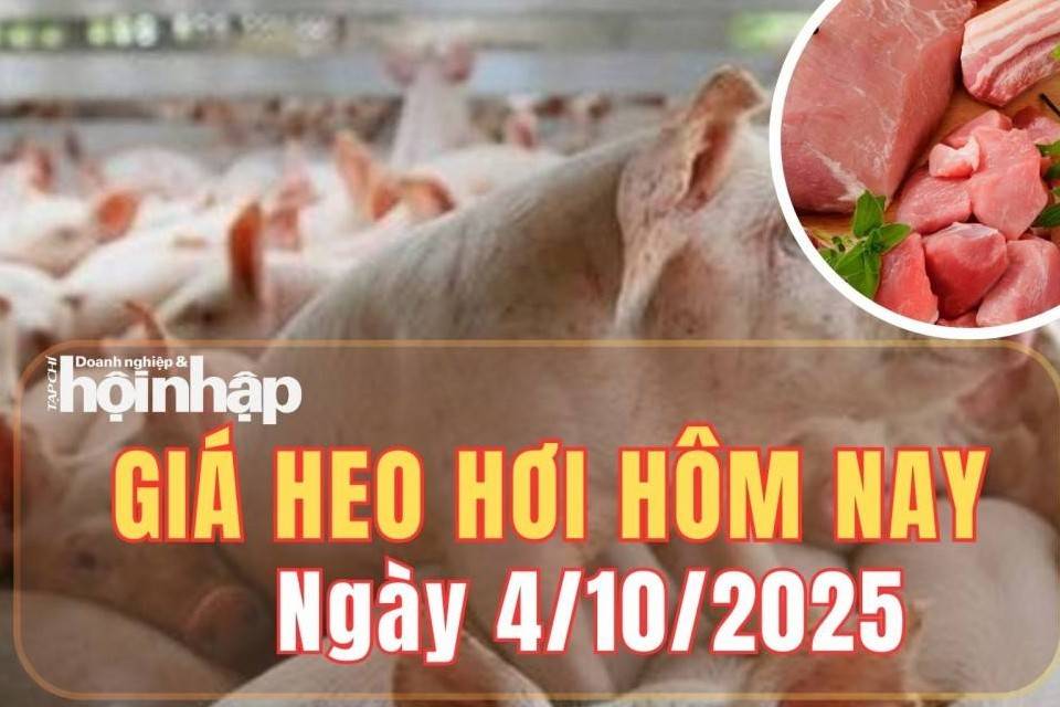 Giá heo hơi hôm nay 4/10/2025: Giá heo hơi tiếp tục giảm trên cả ba miền