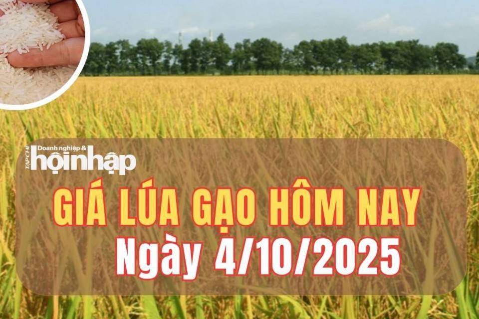 Giá lúa gạo hôm nay 4/10/2025: Giá lúa gạo trong nước ổn định, thị trường xuất khẩu biến động trái chiều