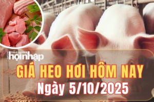 Giá heo hơi hôm nay 5/10/2025: Giá heo hơi tiếp tục giảm tại miền Bắc, ổn định ở miền Trung và miền Nam