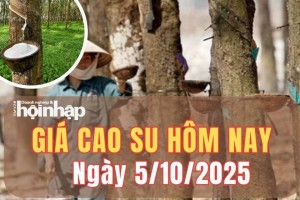 Giá cao su hôm nay 5/10/2025: Giá cao su chốt tuần giảm nhẹ