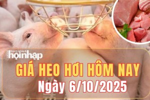 Giá heo hơi hôm nay 6/10/2025: Giá heo hơi ổn định trên cả nước