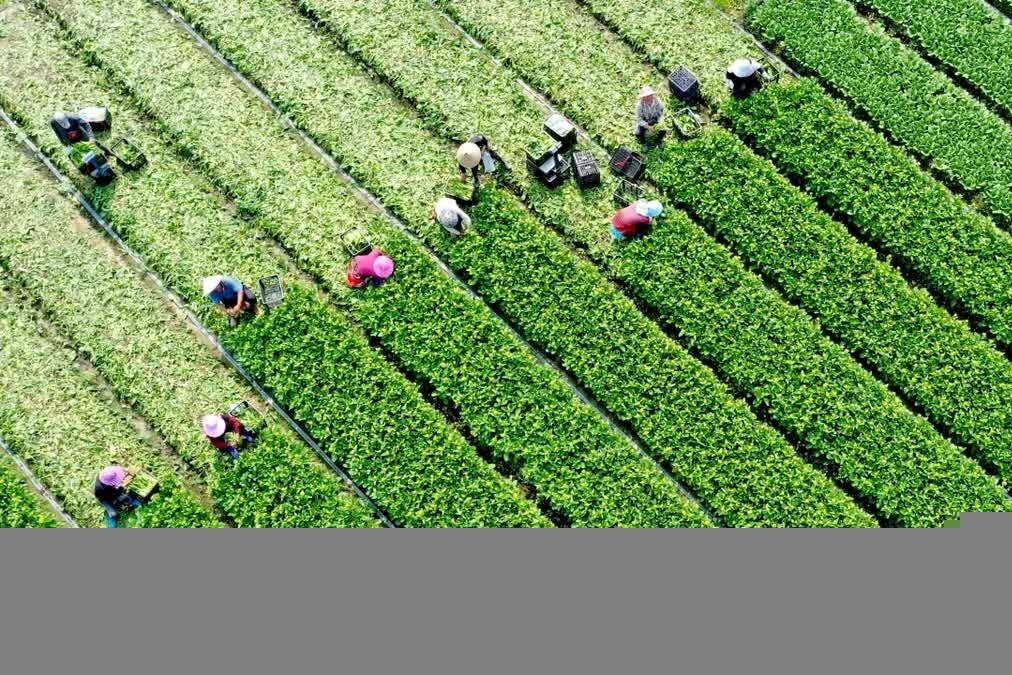 Hợp tác quốc tế – Động lực mới cho chuyển đổi xanh và phát triển bền vững của nông nghiệp Việt Nam