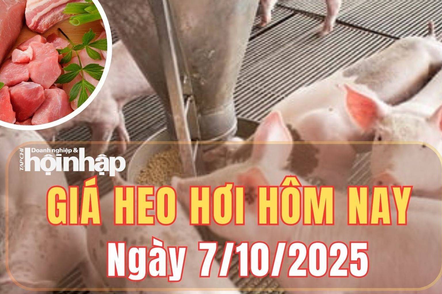 Giá heo hơi hôm nay 7/10/2025: Giá heo hơi đồng loạt giảm tại nhiều địa phương