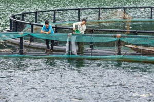 Sản lượng thủy sản Hà Nội đạt 96.000 tấn trong 9 tháng, nông nghiệp giữ đà tăng trưởng