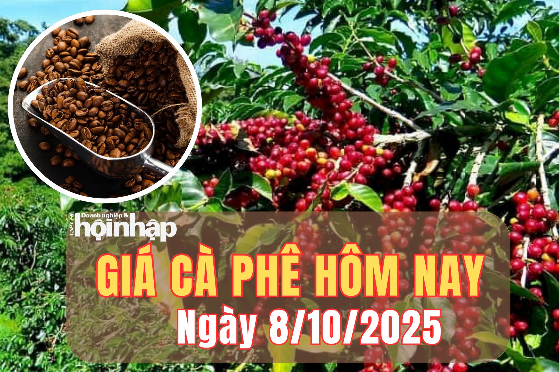 Giá cà phê hôm nay 8/10/2025: Giá cà phê trong nước và thế giới đồng loạt giảm, thị trường chờ đàm phán Mỹ – Brazil