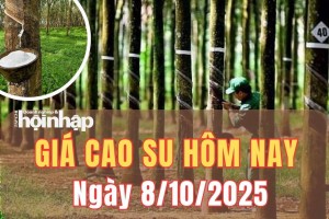 Giá cao su hôm nay 8/10/2025: Giá cao su thế giới giảm sâu
