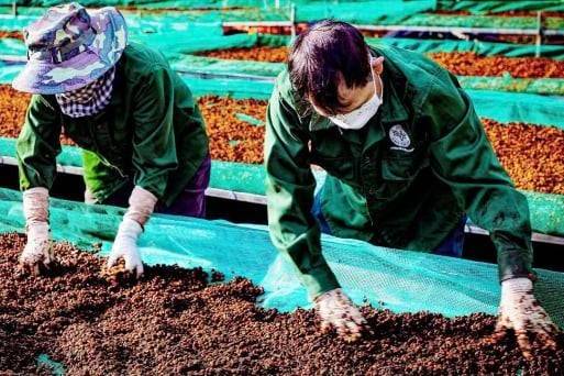 Nông nghiệp công nghệ cao: Từ “trụ đỡ” truyền thống đến động lực tăng trưởng mới